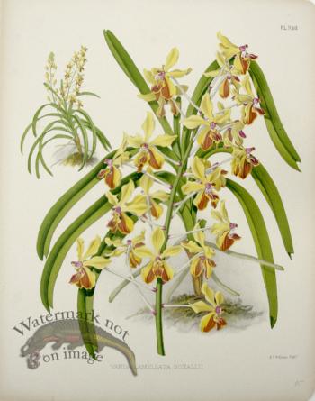Linden Orchids 17